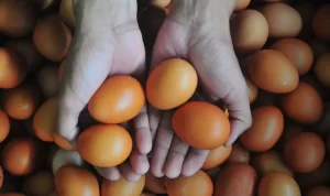 Harga-Telur-Ayam-Ras-Naik-050324-yn-6.jpg