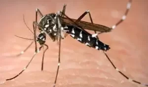 e2PqIHSl-Foto-Nyamuk-Malaria