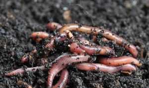 Panduan-cara-beternak-cacing-tanah-untuk-pemula (1)