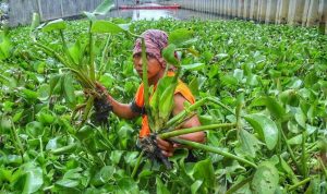 tanaman-penghasil-emas-750x375-1