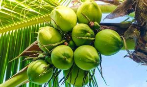 asal-usul-kelapa-pandan-wangi-678x375