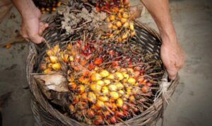 Harga-CPO-15-Juli-750x469